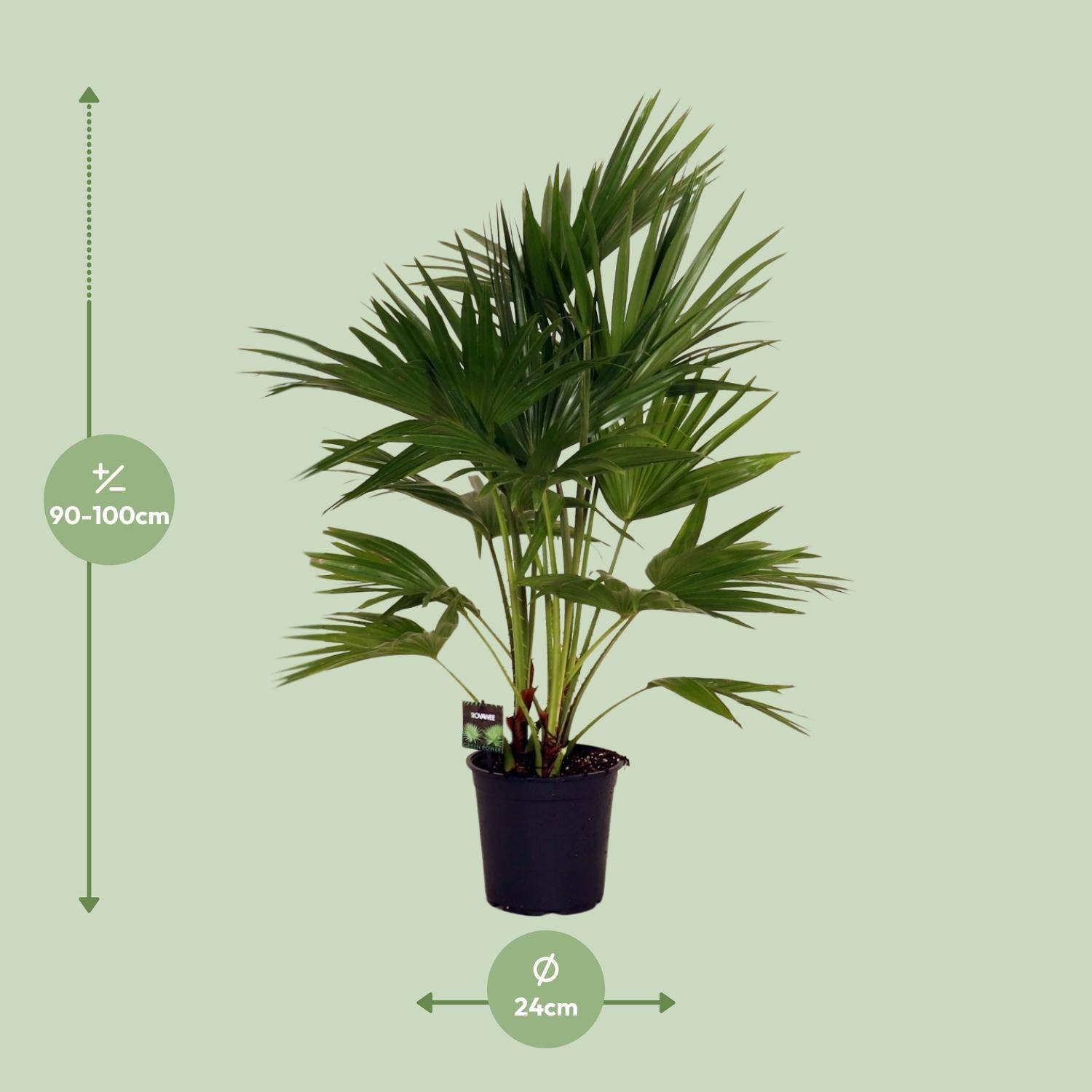 La Green Touch - Livistona Chinensis - D24 H100cm - Image 2