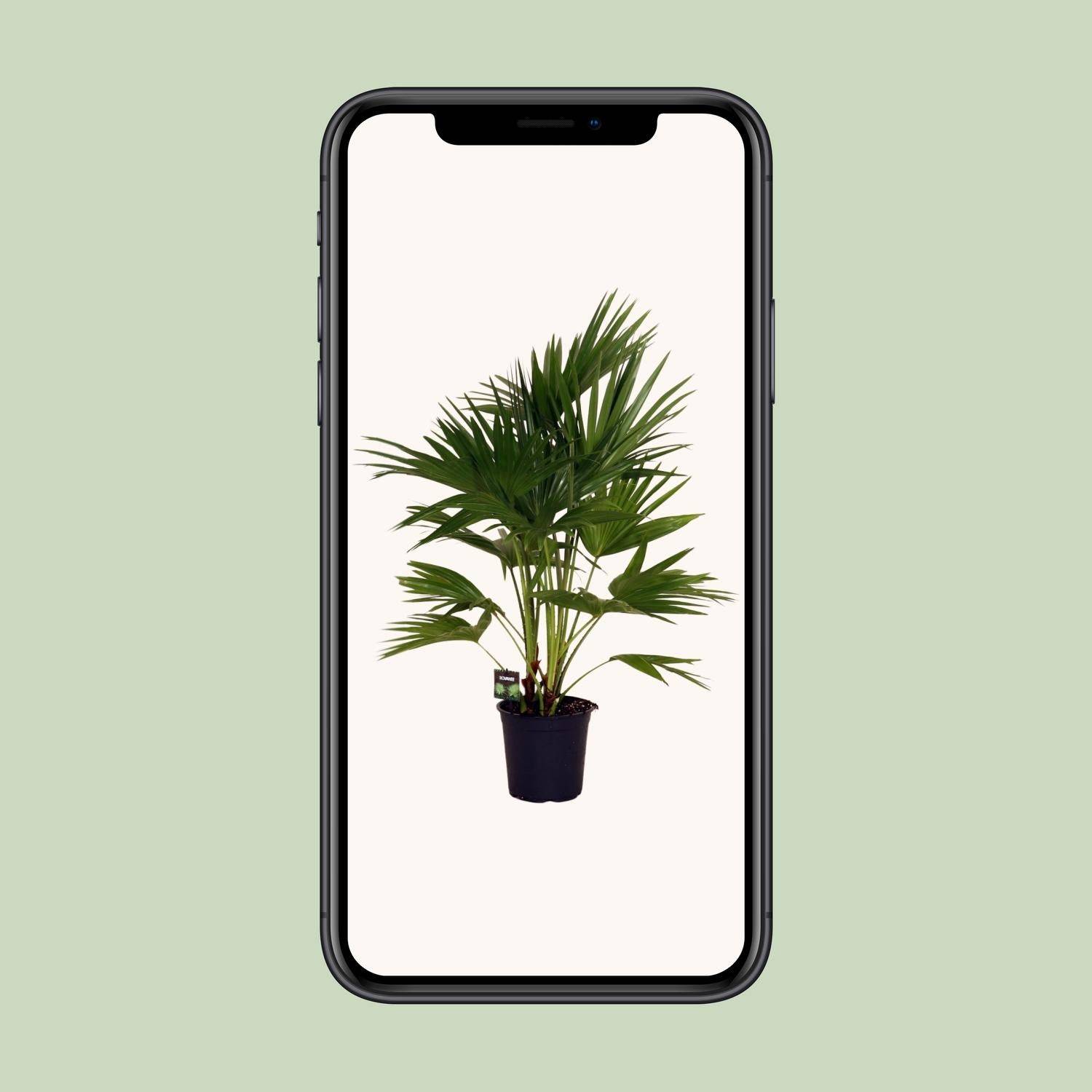 La Green Touch - Livistona Chinensis - D24 H100cm - Image 4
