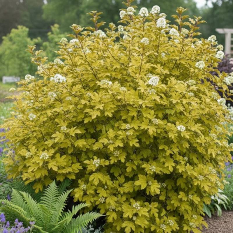Physocarpus Dart's Gold, Physocarpe à fleurs Blanche - feuillage Caduc - Pot de 4L - 20/40 cm-  hauteur à maturité De 2,50 m à 3,00 m - Imagen 3