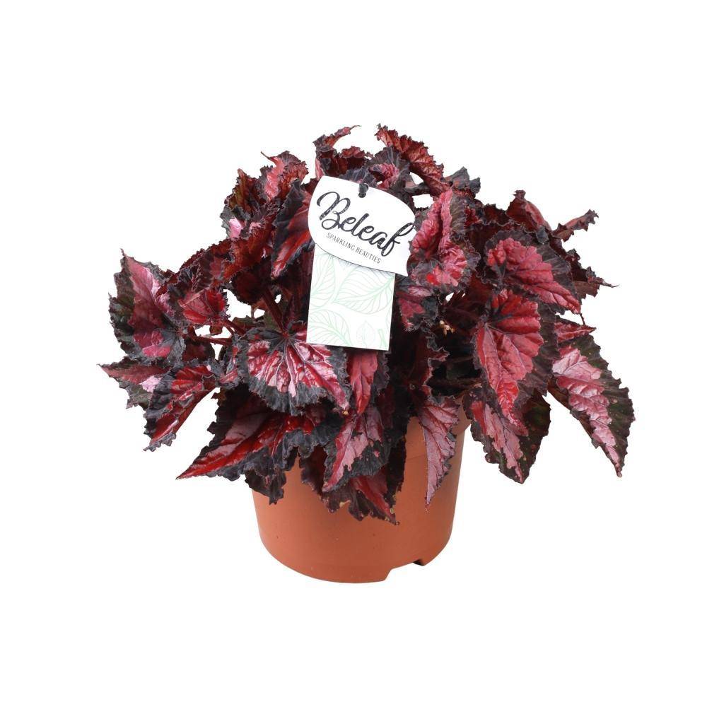 La Green Touch - Begonia Beleaf 'Inca Night' 35cm - Plante d'intérieur- La Green Touch - Imagen 2