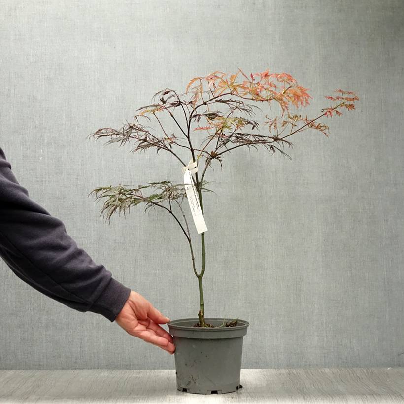 Acer palmatum Dissectum Atropurpureum - Érable du Japon Pot de 3L/4L - Image 2