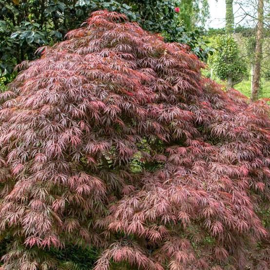 Acer palmatum Dissectum Atropurpureum - Érable du Japon Pot de 3L/4L - Image 1