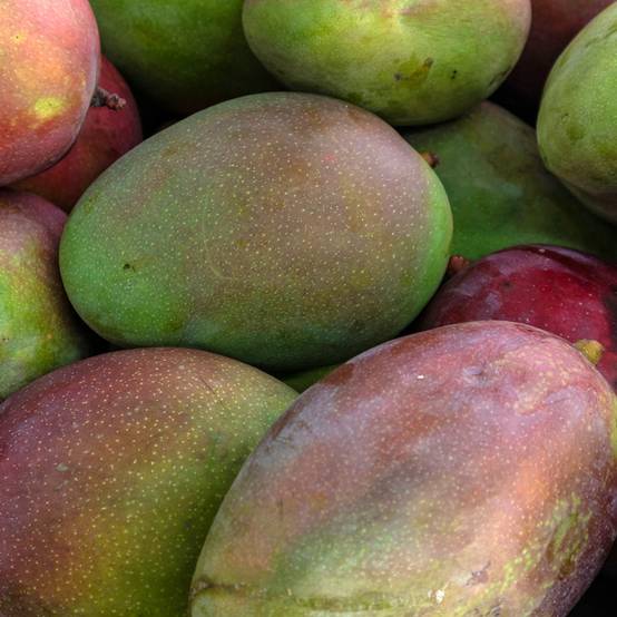 Manguier Keitt - Mangifera indica Pot de 6L/7L