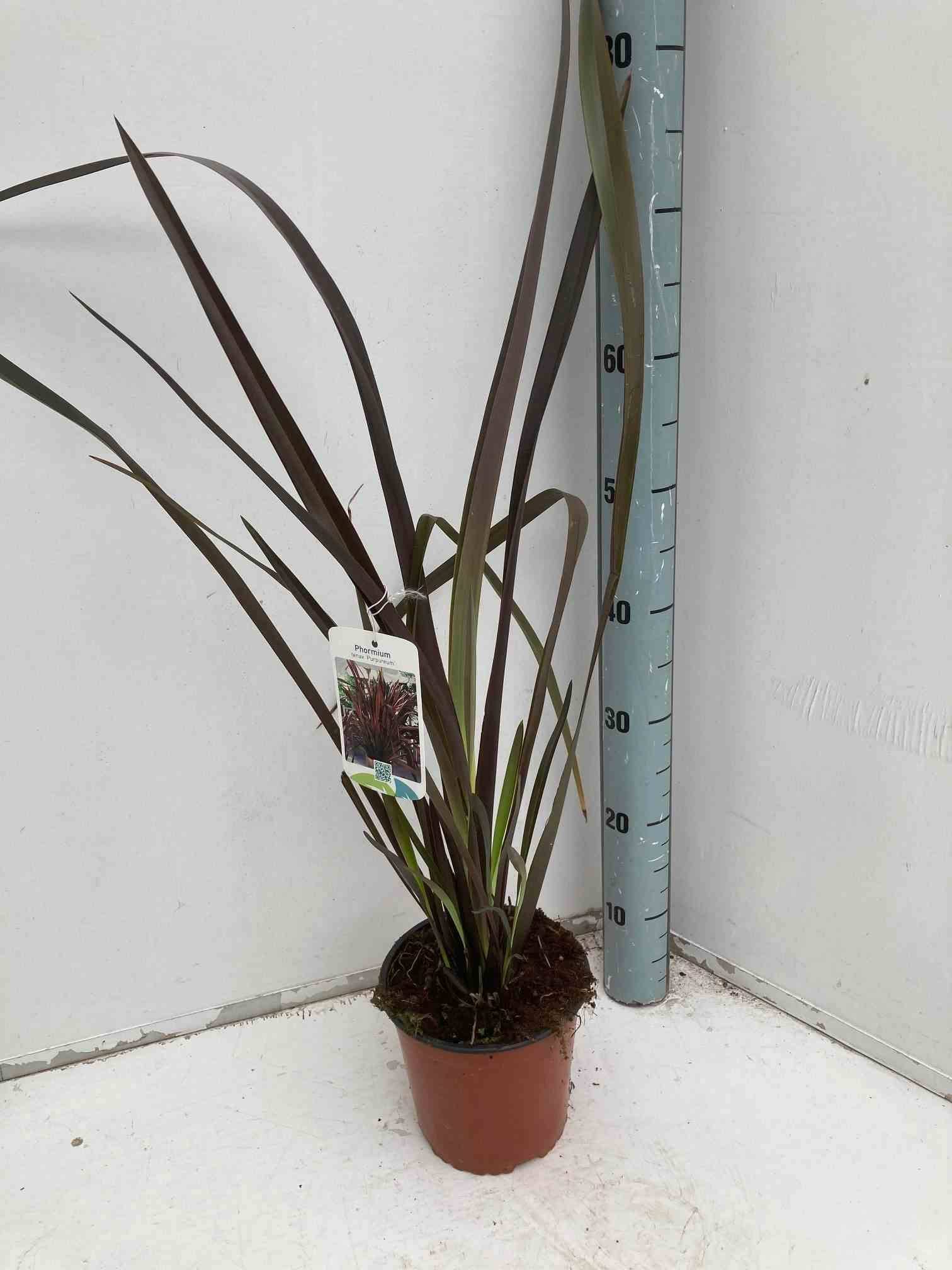 Sans Marque - Phormium tenax var. Purpurea (lin de nouvelle-zélande) Taille:Pot de 2 litres ? 30/40 cm - Couleur floraison:jaune et rouge - Image 1