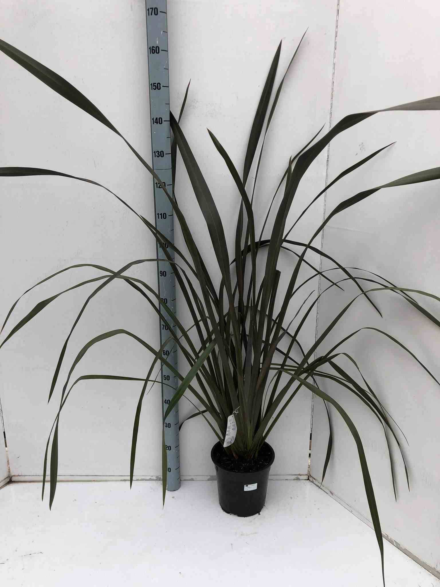 Sans Marque - Phormium tenax var. Purpurea (lin de nouvelle-zélande) Taille:Pot de 2 litres ? 30/40 cm - Couleur floraison:jaune et rouge - Image 2
