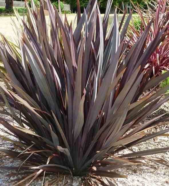 Sans Marque - Phormium tenax var. Purpurea (lin de nouvelle-zélande) Taille:Pot de 2 litres ? 30/40 cm - Couleur floraison:jaune et rouge - Image 3