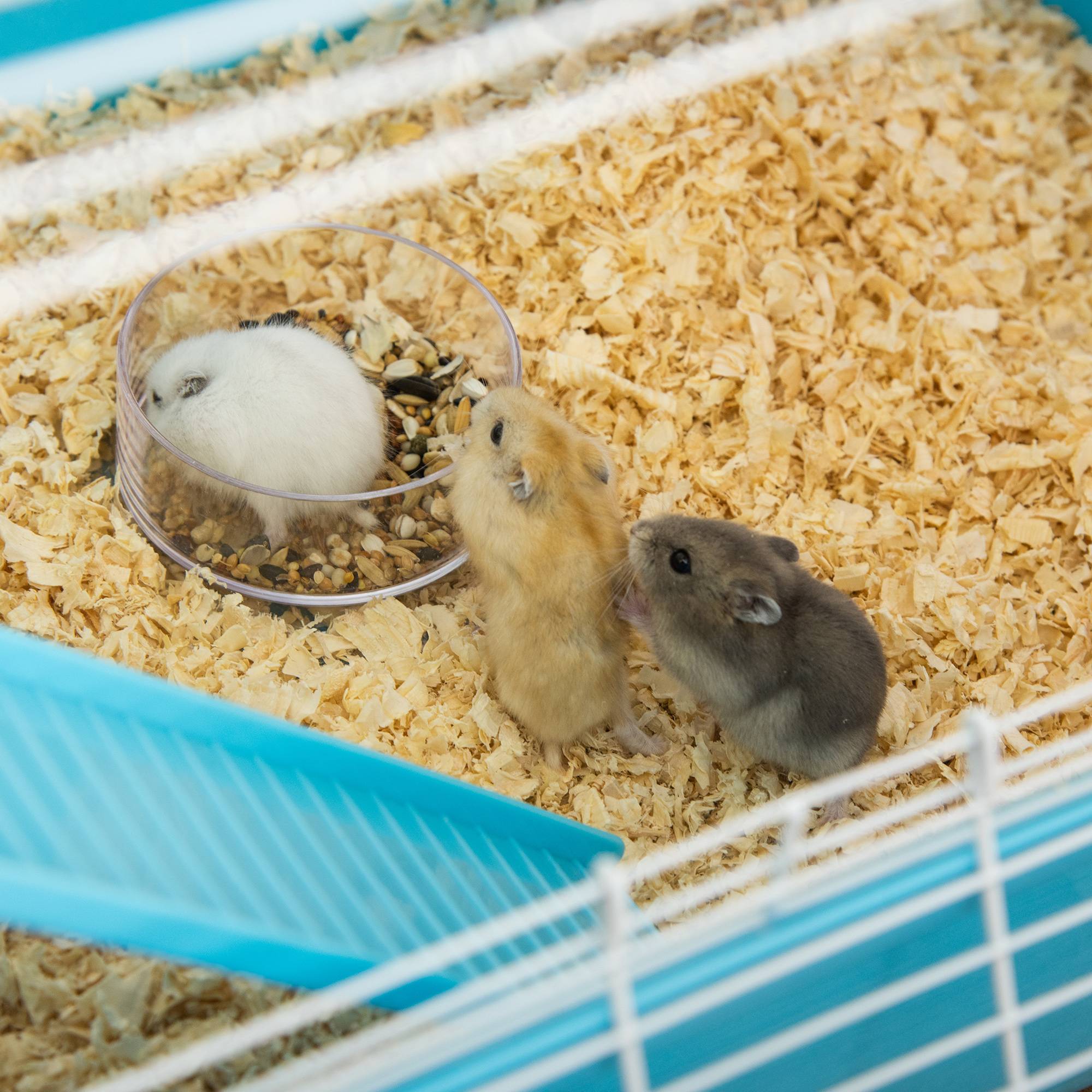 Pawhut - Grande cage à hamsters 5 niveaux - tunnels, abreuvoir, roue, maisonnette, échelles - dim. 59L x 36l x 69H cm - métal PP bleu blanc - Imagen 8