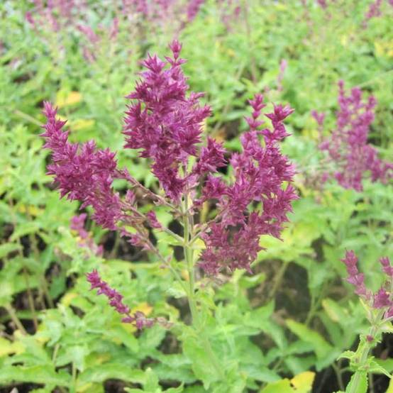 Promesse de Fleurs - Sauge - Salvia nemorosa Schwellenburg Godet de 8/9 cm - Image 1