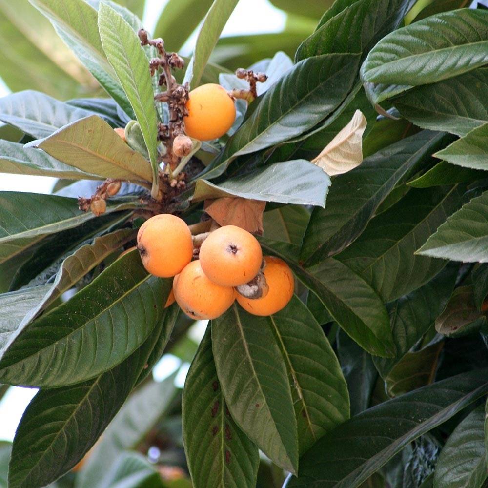 Néflier du Japon - Eriobotrya japonica Pot de 3L/4L