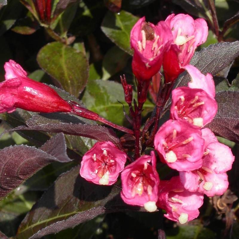 Weigela nain pourpre, Weigelia à fleurs Rose - feuillage Caduc - Pot de 1,5L - 10/20 cm-  hauteur à maturité De 0,50 m à 1,00 m - Imagen 2
