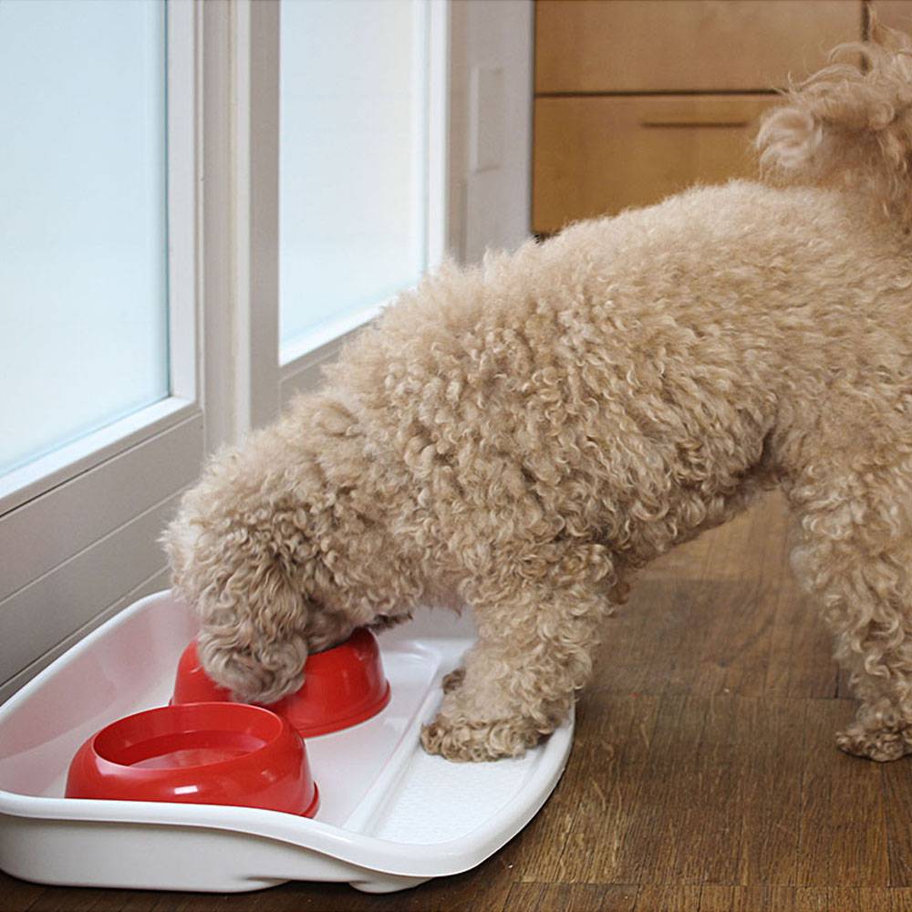 Ferplast - Ferplast Plateau avec écuelles pour chats et chiens LINDO Double écuelle pour animaux, base en plastique résistant, pieds anti-dérapant, 2 écuelles - Imagen 7
