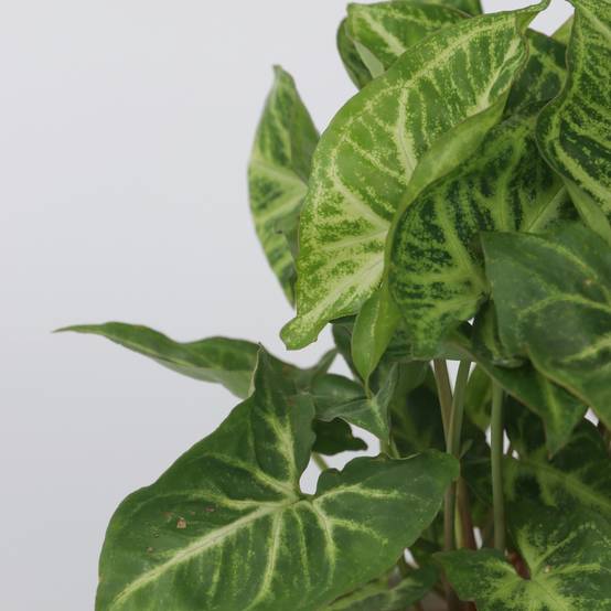 Plant In A Box - Patte-d'oie - Set de 3 - Syngonium podophyllum 'Pixie' - Hauteur 25-40cm - ⌀12cm - Image 4