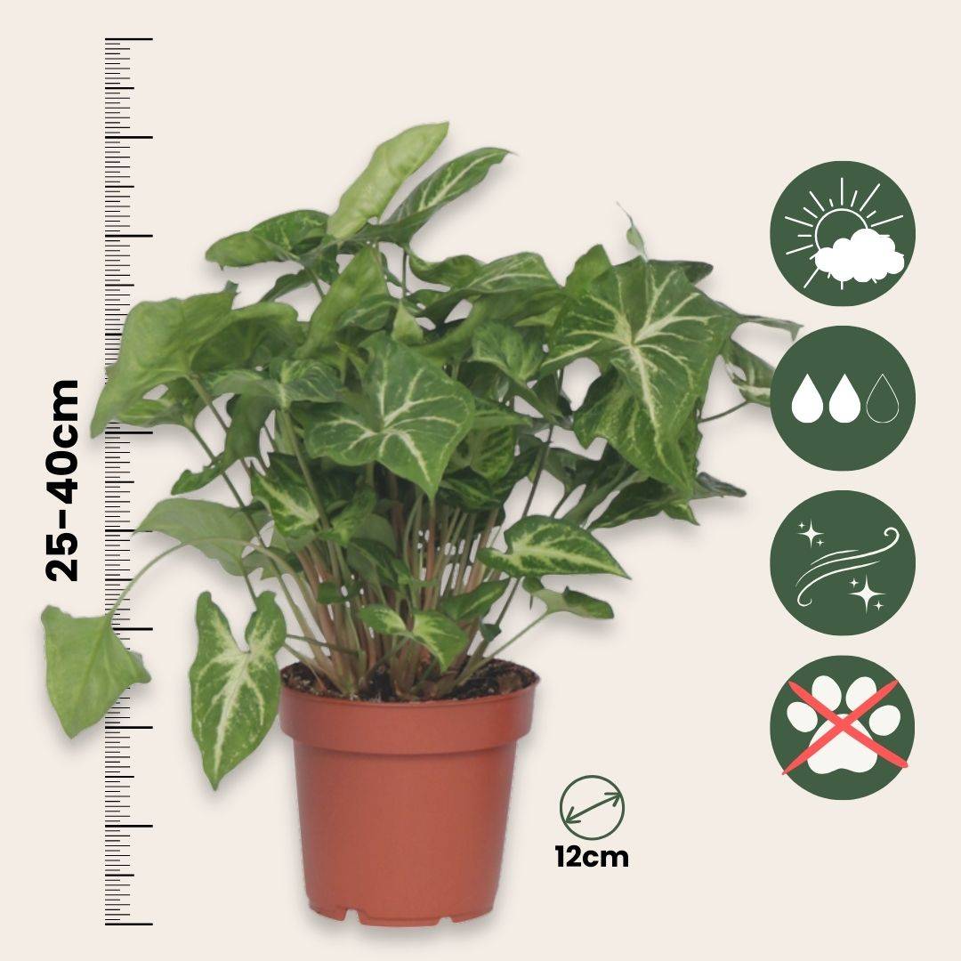 Plant In A Box - Patte-d'oie - Set de 3 - Syngonium podophyllum 'Pixie' - Hauteur 25-40cm - ⌀12cm - Image 5