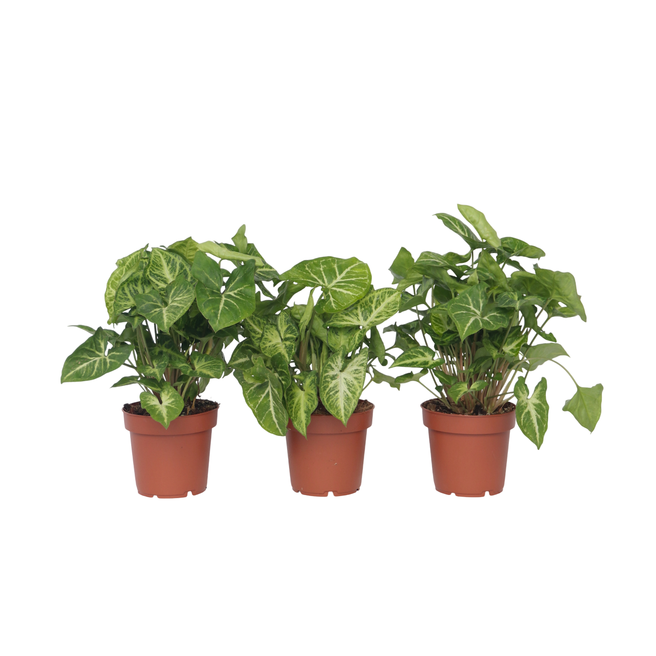 Plant In A Box - Patte-d'oie - Set de 3 - Syngonium podophyllum 'Pixie' - Hauteur 25-40cm - ⌀12cm - Image 1