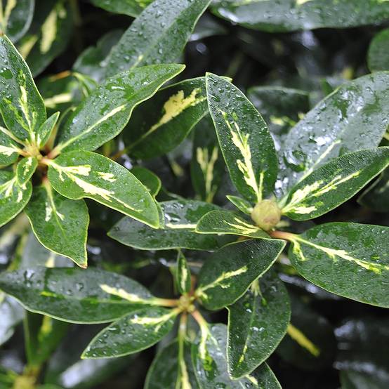 Rhododendron Goldflimmer Pot de 3L/4L - Image 1