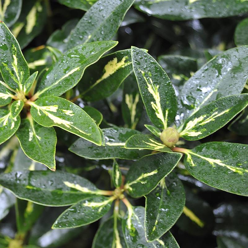 Rhododendron Goldflimmer Pot de 3L/4L - Image 1