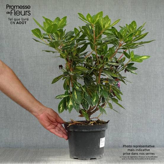 Rhododendron Goldflimmer Pot de 3L/4L - Image 2