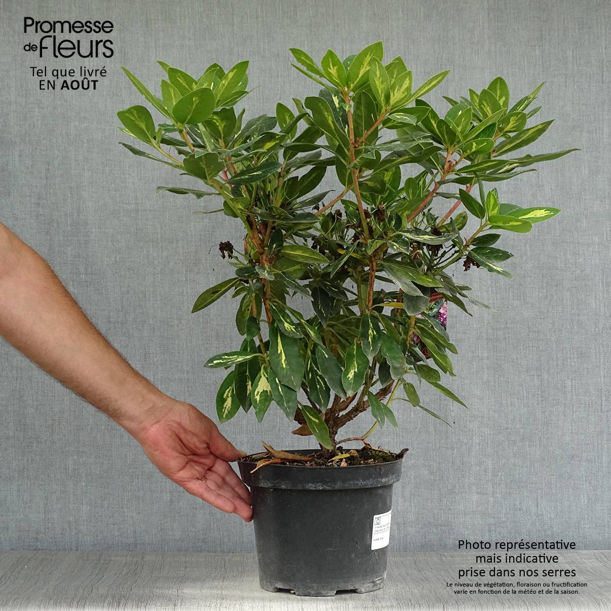 Rhododendron Goldflimmer Pot de 3L/4L - Image 2