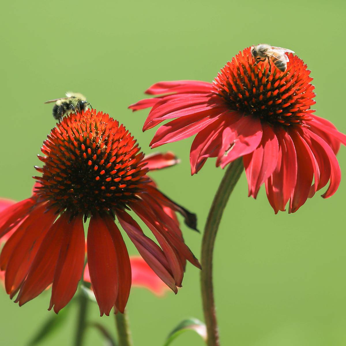 Echinacea Tomato Soup - Echinacée Godet de 8/9 cm