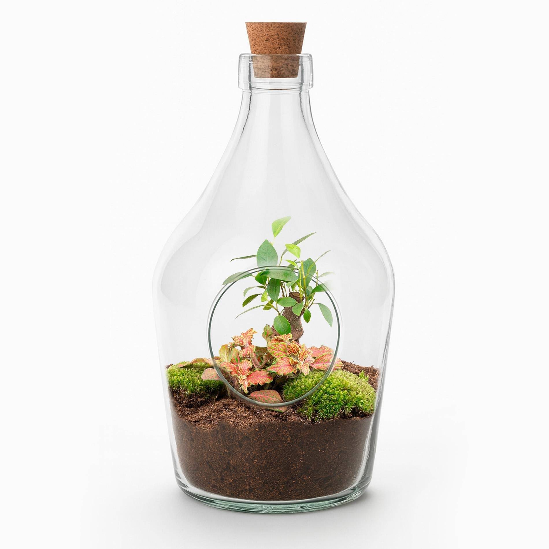 Kit Terrarium Diy - H30cm - Image 3