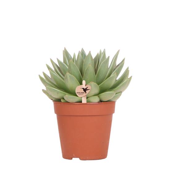 La Green Touch - Echeveria Miranda h20cm - plante grasse d'intérieur- La Green Touch