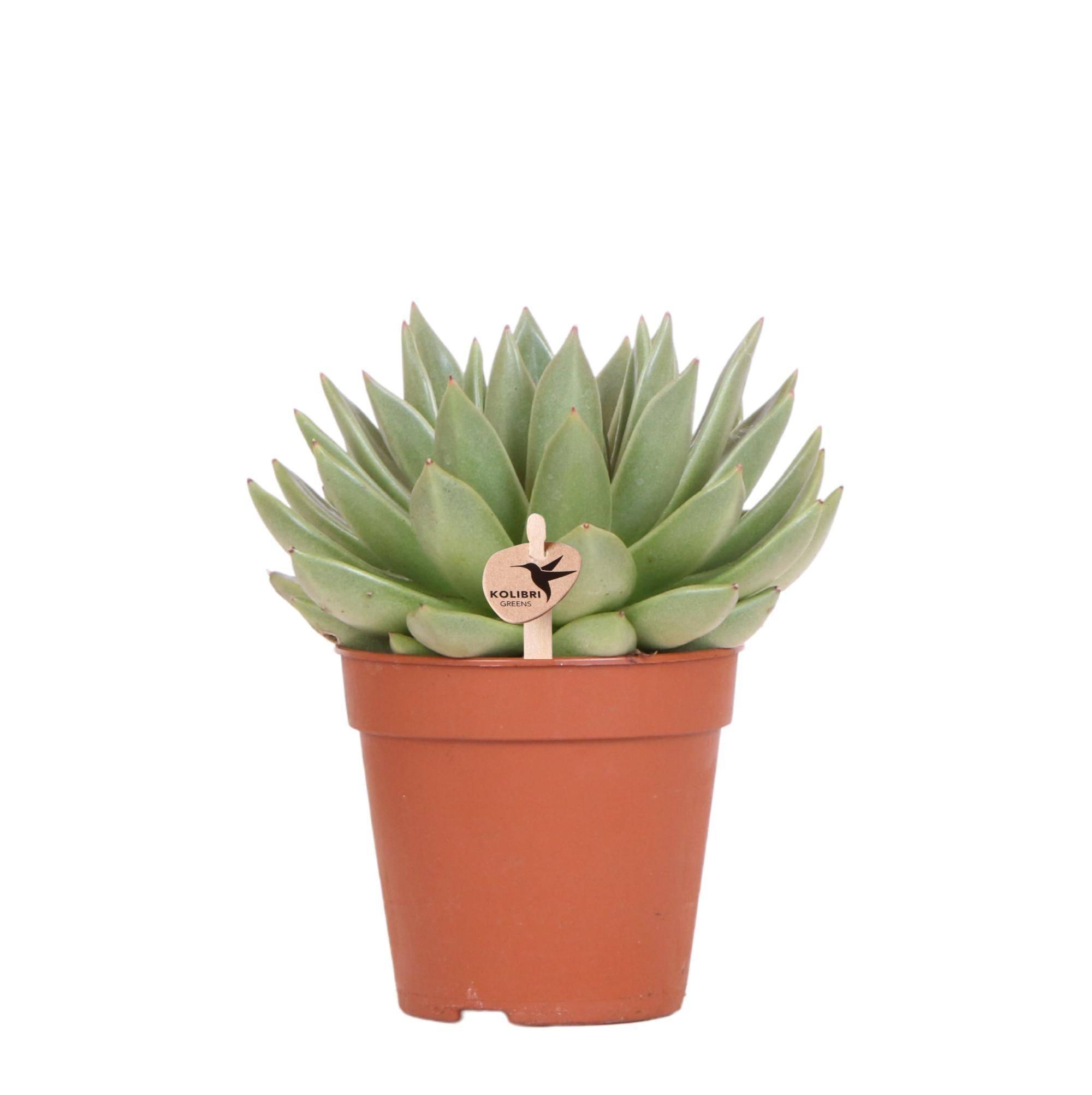La Green Touch - Echeveria Miranda h20cm - plante grasse d'intérieur- La Green Touch