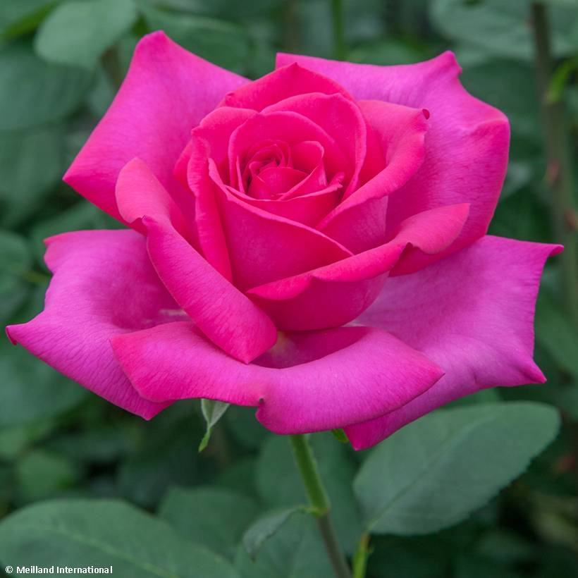 Promesse de Fleurs - Rosier à grandes fleurs Velasquez Pot de 4L/5L