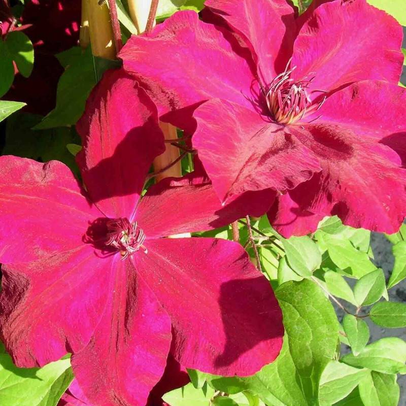Clématite Westerplatte à fleurs Rouge/ - feuillage Caduc - Godet - 5/20 cm - Imagen 5