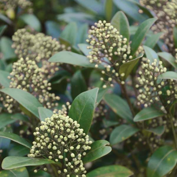 Promesse de Fleurs - Skimmia japonica Kew Green Pot de 2L/3L