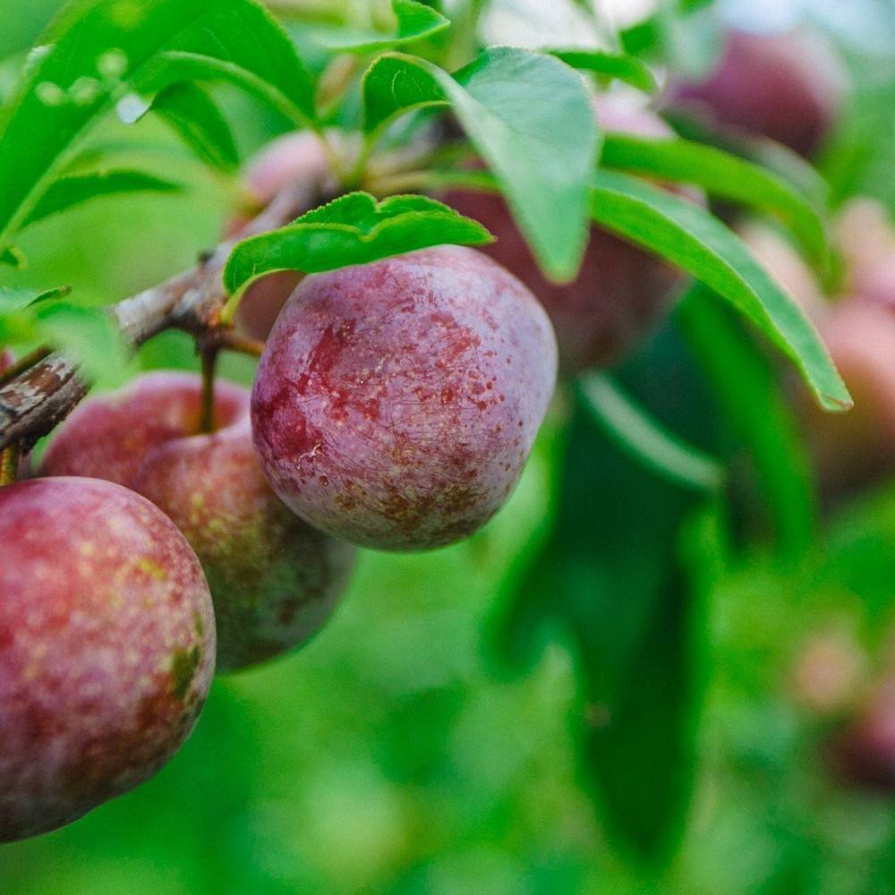 Pluot Purple Candy® - Excellent rendement - Pot de 12L - Gobelet 3 ans - De 3,00 m à 5,00 m