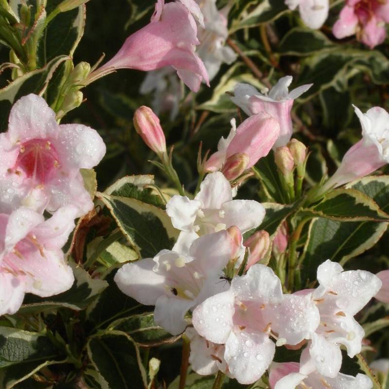 Weigela panaché, Weigelia à fleurs Rose - feuillage Caduc - Pot de 4L - 40/60 cm-  hauteur à maturité De 1,00 m à 1,50 m - Imagen 2