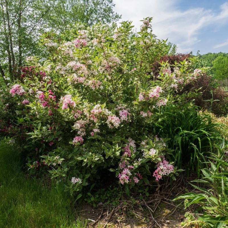 Weigela panaché, Weigelia à fleurs Rose - feuillage Caduc - Pot de 4L - 40/60 cm-  hauteur à maturité De 1,00 m à 1,50 m - Imagen 1