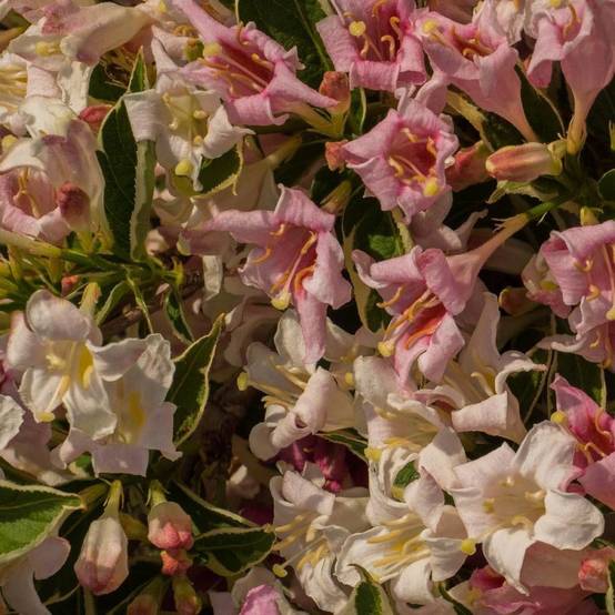 Weigela panaché, Weigelia à fleurs Rose - feuillage Caduc - Pot de 4L - 40/60 cm- hauteur à maturité De 1,00 m à 1,50 m - Image 5