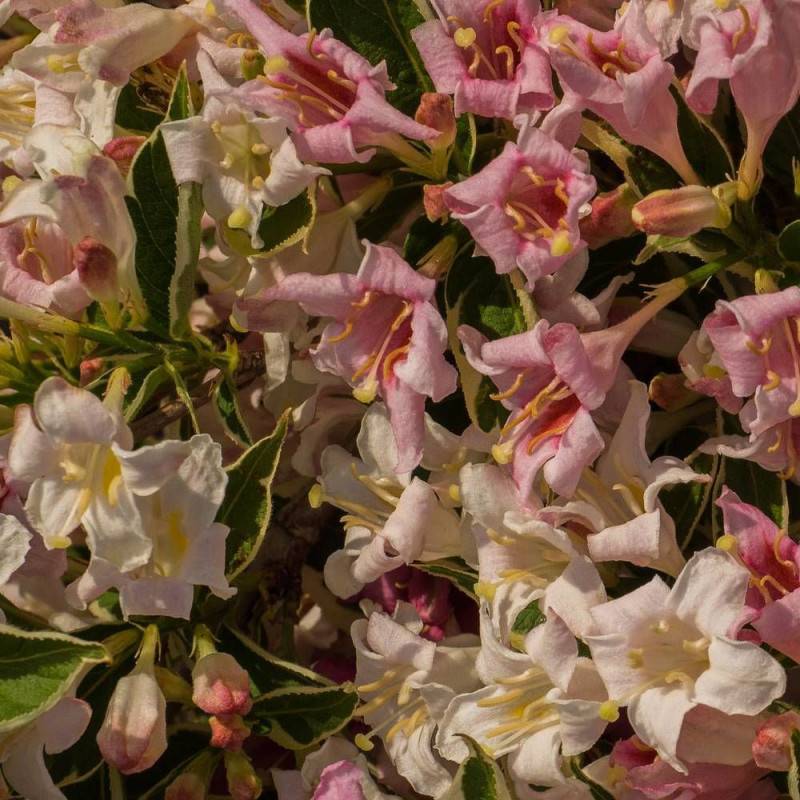 Weigela panaché, Weigelia à fleurs Rose - feuillage Caduc - Pot de 4L - 40/60 cm-  hauteur à maturité De 1,00 m à 1,50 m - Imagen 5