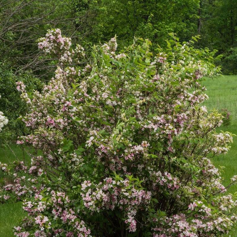 Weigela panaché, Weigelia à fleurs Rose - feuillage Caduc - Pot de 4L - 40/60 cm- hauteur à maturité De 1,00 m à 1,50 m - Image 4