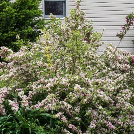 Weigela panaché, Weigelia à fleurs Rose - feuillage Caduc - Pot de 4L - 40/60 cm- hauteur à maturité De 1,00 m à 1,50 m - Image 3
