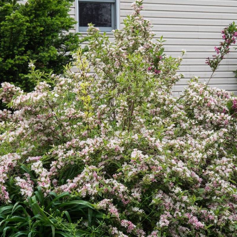 Weigela panaché, Weigelia à fleurs Rose - feuillage Caduc - Pot de 4L - 40/60 cm-  hauteur à maturité De 1,00 m à 1,50 m - Imagen 3