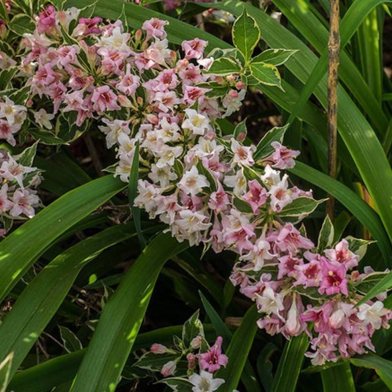 Weigela panaché, Weigelia à fleurs Rose - feuillage Caduc - Pot de 4L - 40/60 cm-  hauteur à maturité De 1,00 m à 1,50 m - Imagen 6