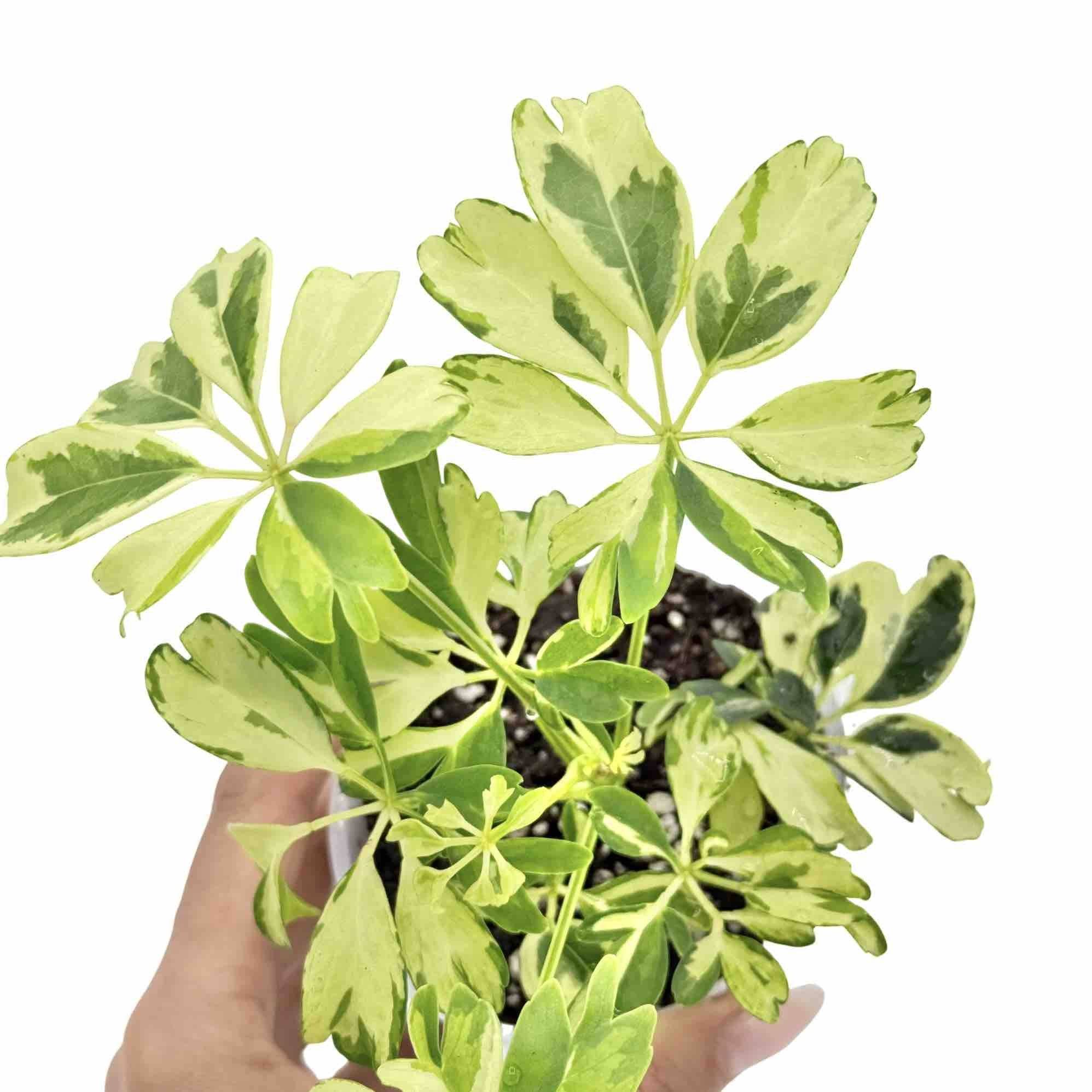 Schefflera Arboricola 'Janine' - Pot de 9cm - Plantes d'intérieur - Image 3