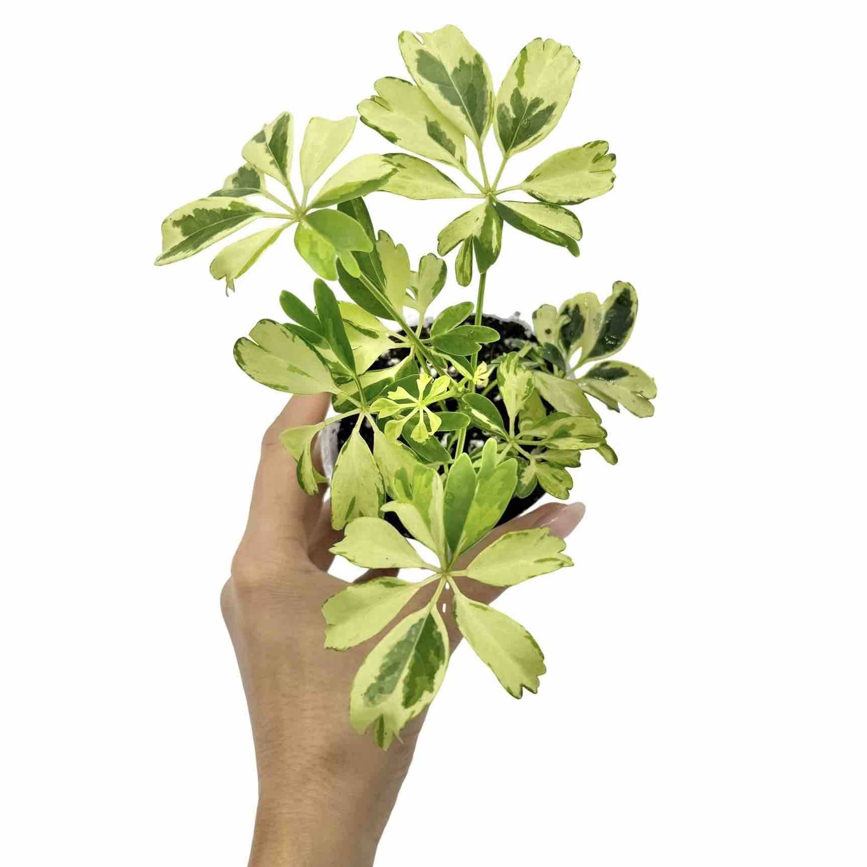 Schefflera Arboricola 'Janine' - Pot de 9cm - Plantes d'intérieur - Image 1