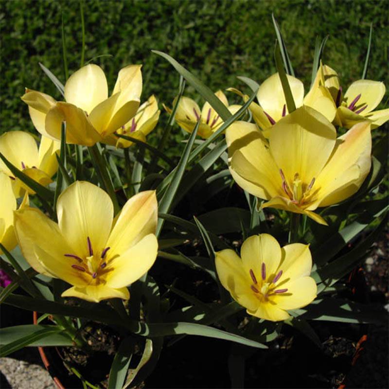 Promesse de Fleurs - Tulipe botanique batalinii Yellow Jewel Bulbe calibre 6+ (par 10)