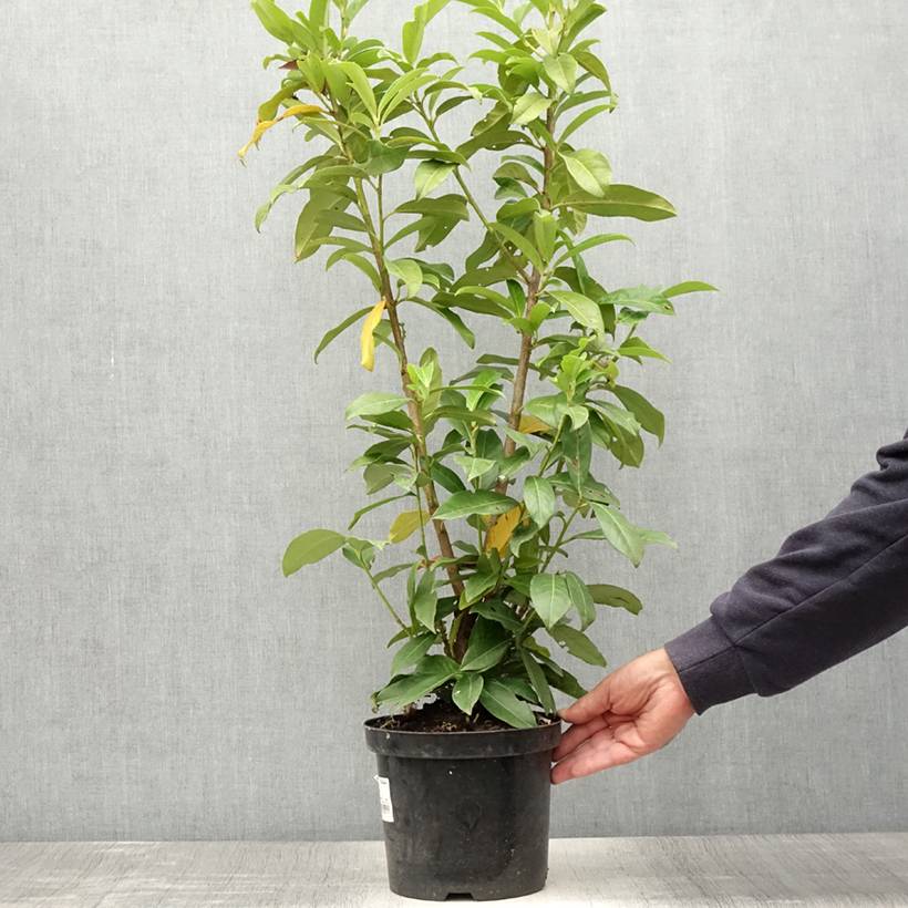 Laurier Cerise Genolia, Prunus laurocerasus Genolia, Laurière Genolia Pot de 3L/4L - Image 2