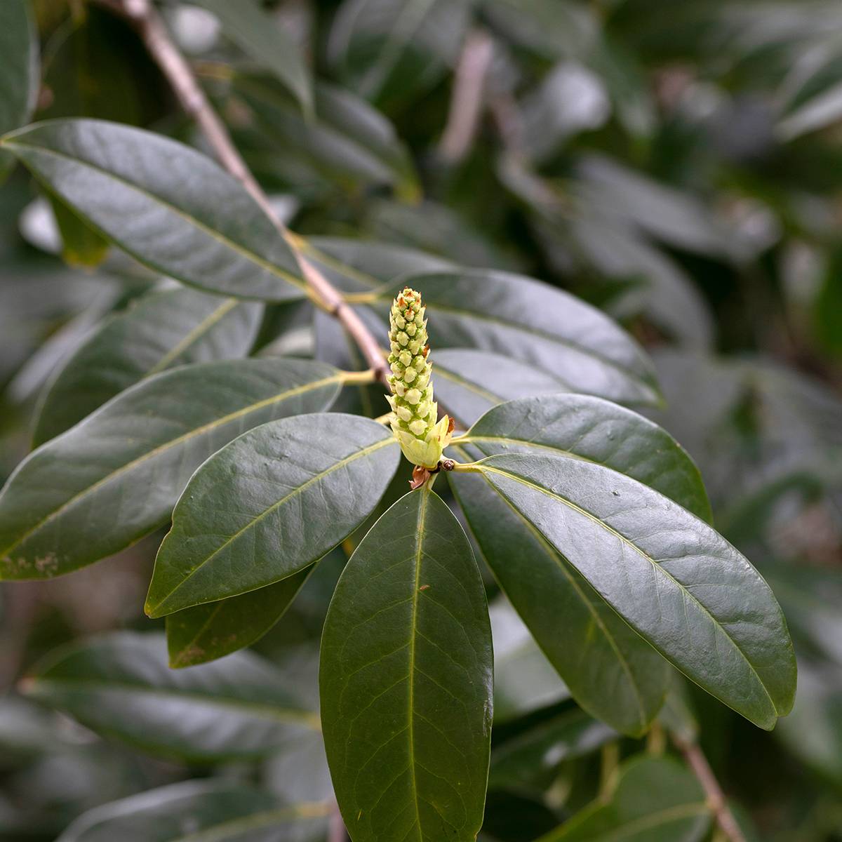 Promesse de Fleurs - Laurier Cerise Genolia, Prunus laurocerasus Genolia, Laurière Genolia Pot de 3L/4L