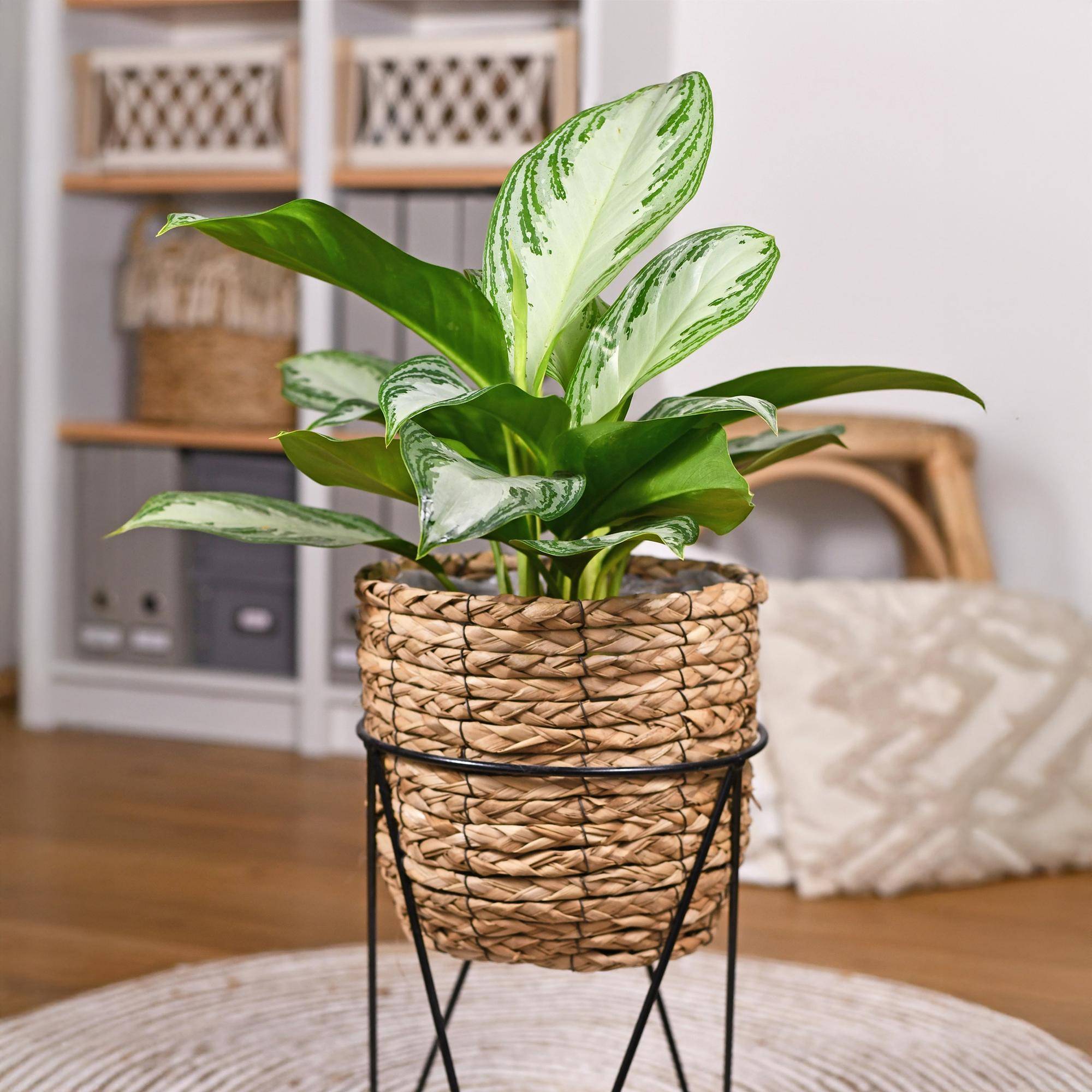 Aglaonema Silver Bay - D17 H75cm