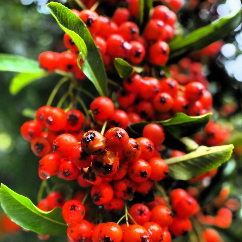 Buisson ardent Mohave, Pyracantha à fleurs Blanche - feuillage Persistant - Pot de 1,5L - 20/50 cm- hauteur à maturité De 1,50 m à 2,00 m - Image 1