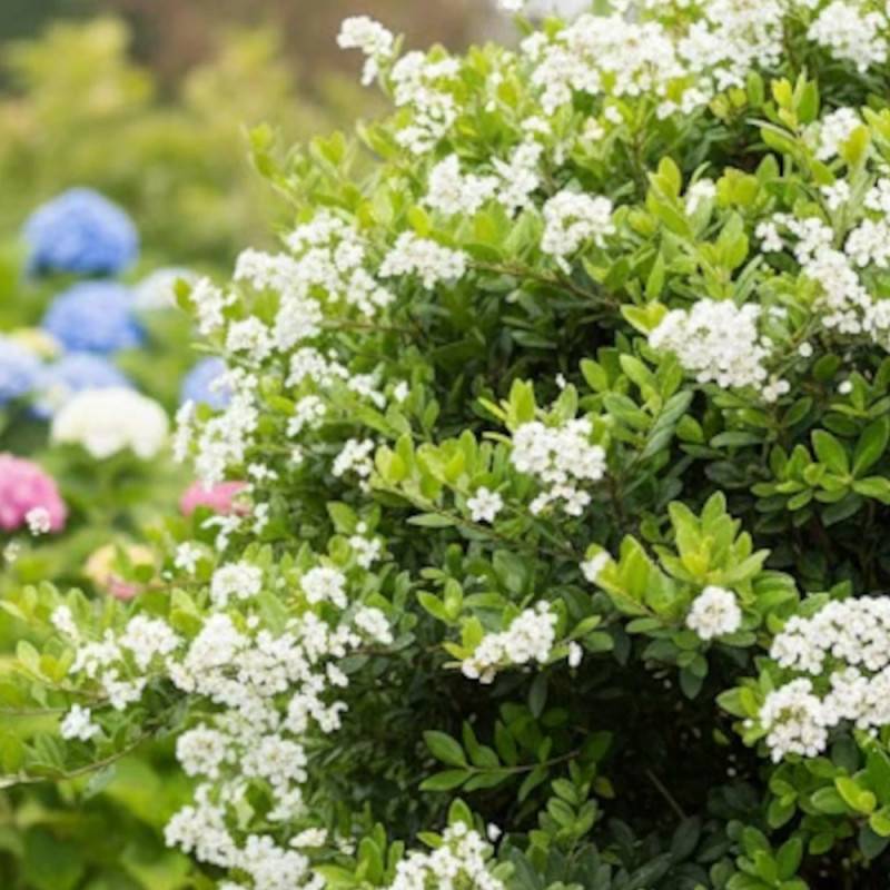 Buisson ardent Mohave, Pyracantha à fleurs Blanche - feuillage Persistant - Pot de 1,5L - 20/50 cm-  hauteur à maturité De 1,50 m à 2,00 m - Image 6