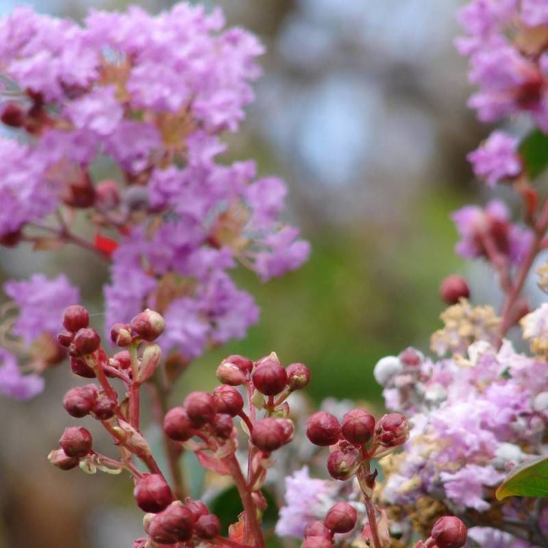 Lilas des Indes Violet, Lagerstroemia à fleurs Violette/ - feuillage Caduc - Pot de 7,5L - 60/80 cm - Image 1