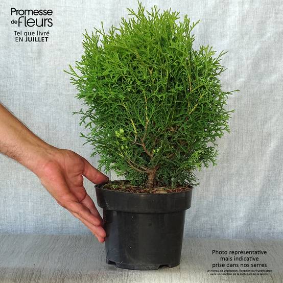 Promesse de Fleurs - Thuya du Canada - Thuja occidentalis Tiny Tim Pot de 2L/3L - Image 2