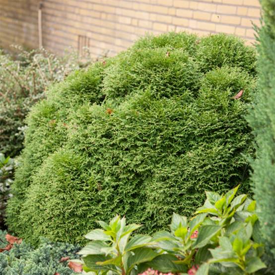 Promesse de Fleurs - Thuya du Canada - Thuja occidentalis Tiny Tim Pot de 2L/3L - Image 1