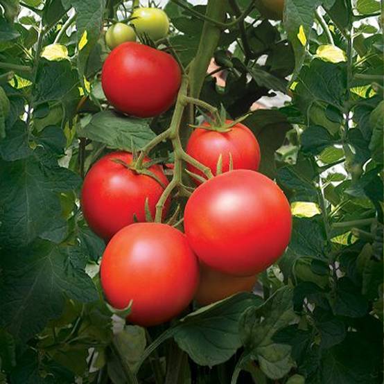 Tomate Paoline F1 - Solanum lycopersicum le sachet de 8 graines environ